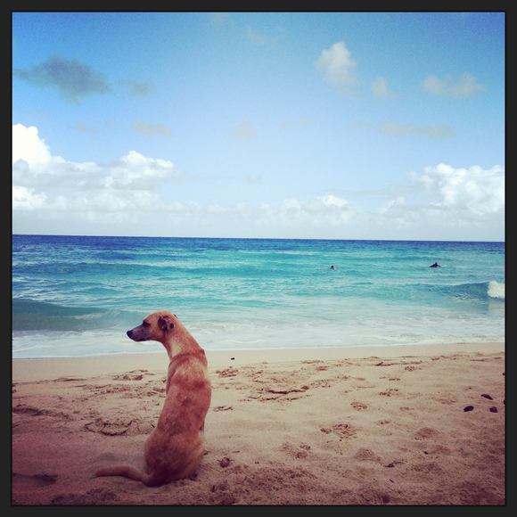 Meet your Posher, Coco - Picture 1 of 1